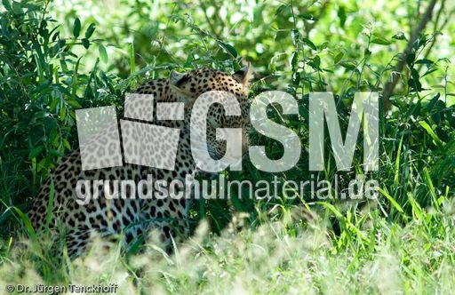 leopard (48 von 60).jpg